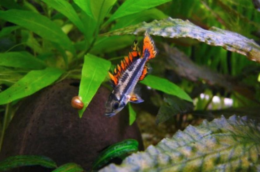 Апистограмма какаду