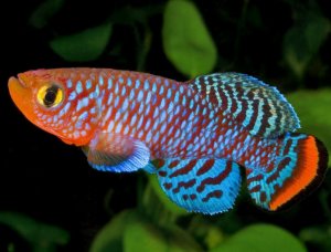 Нотобранхиус