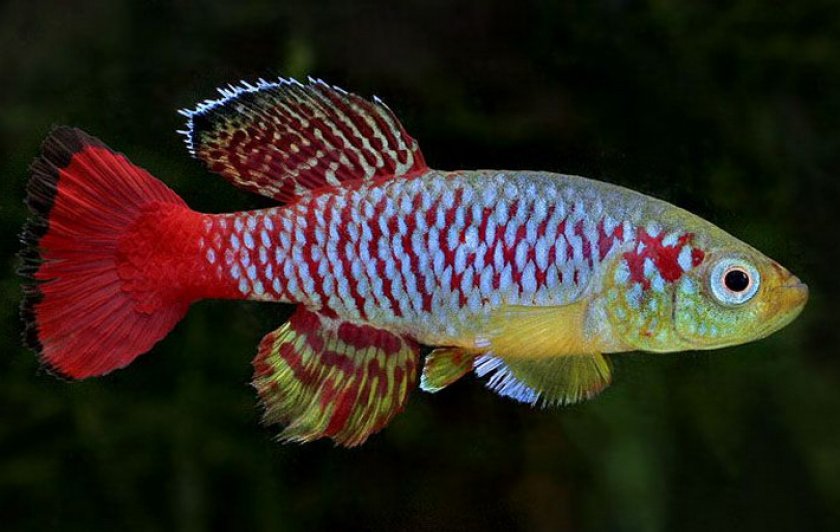 Нотобранхиус