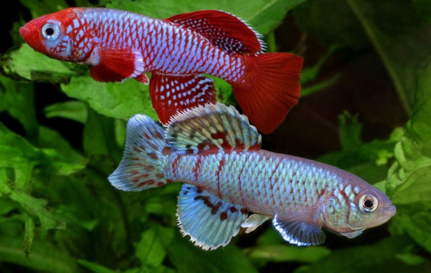 Эггерса Эггерса