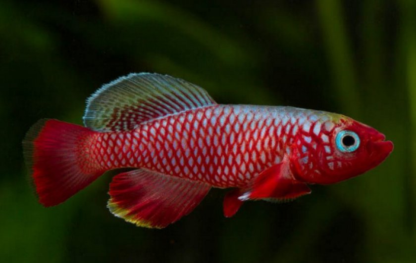 Кардиналис Кардиналис