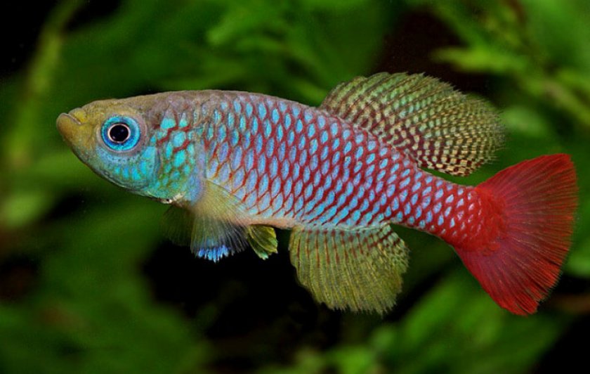 Фоерши Фоерши