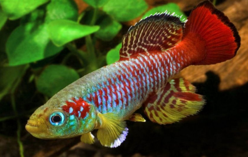 Гюнтера Гюнтера