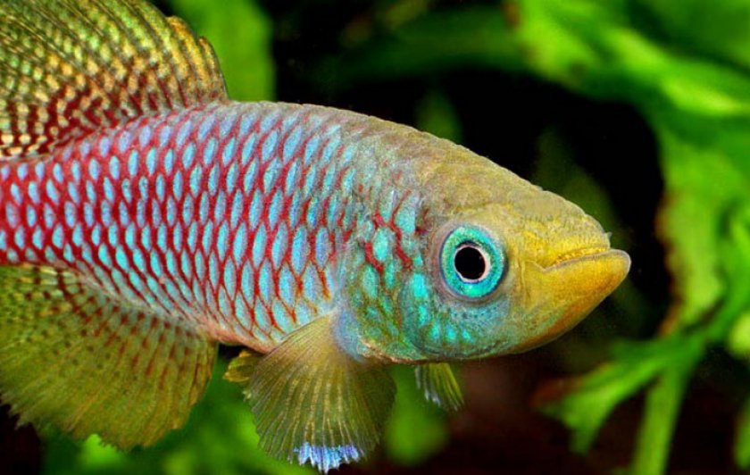 Нотобранхиус