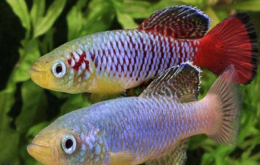 Нотобранхиус