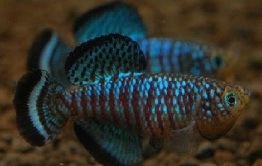 Нотобранхиус