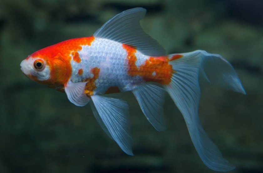 Золотая рыбка комета