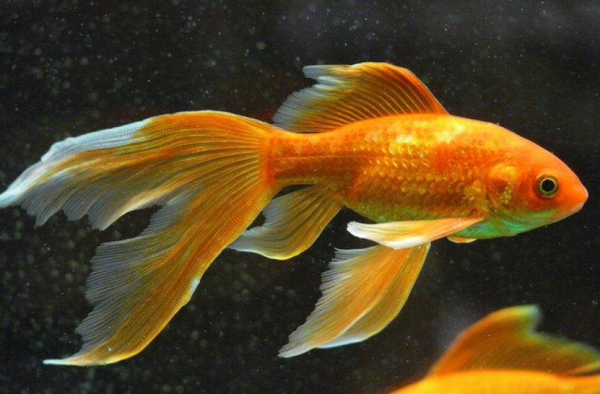 Золотая рыбка комета