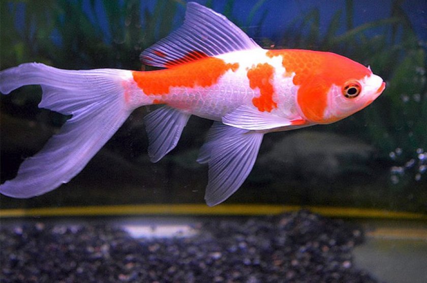 Золотая рыбка комета Золотая рыбка комета