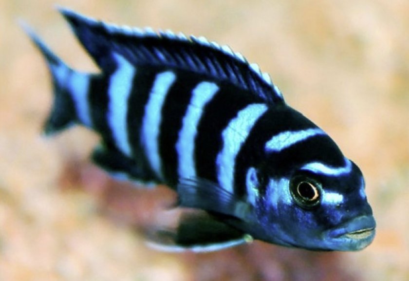 Рыбка демасони