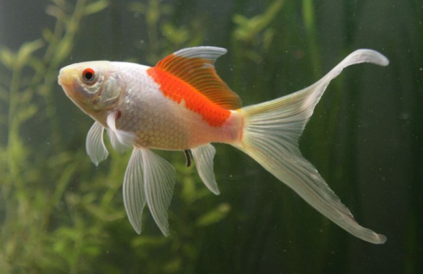 Золотая рыбка комета