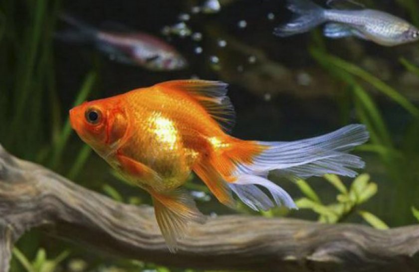 Перекорм золотой рыбки Перекорм золотой рыбки