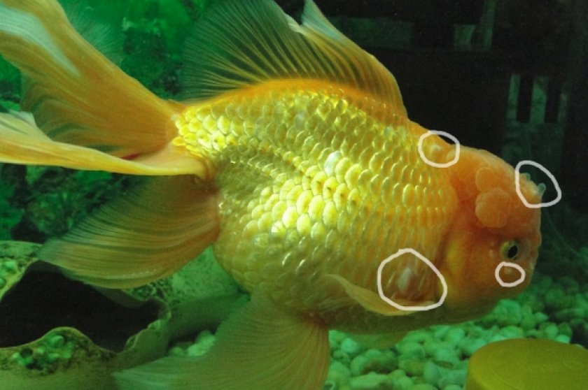 Водянка у золотой рыбки Водянка у золотой рыбки