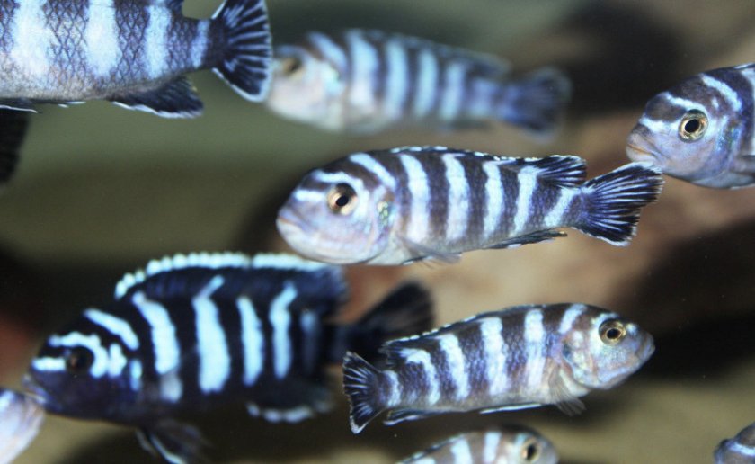 Стая демасони