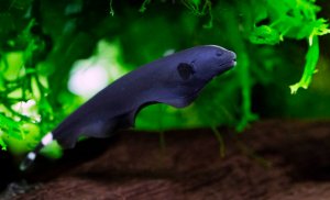 Аквариумная рыба-нож