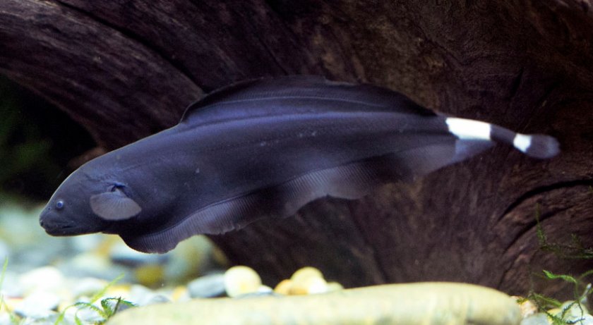 Аквариумная черная рыба-нож