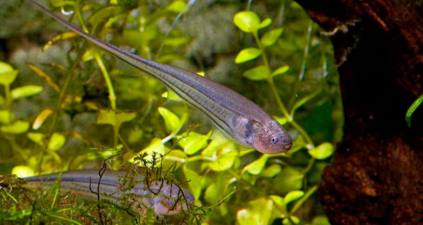 Зеленый нож