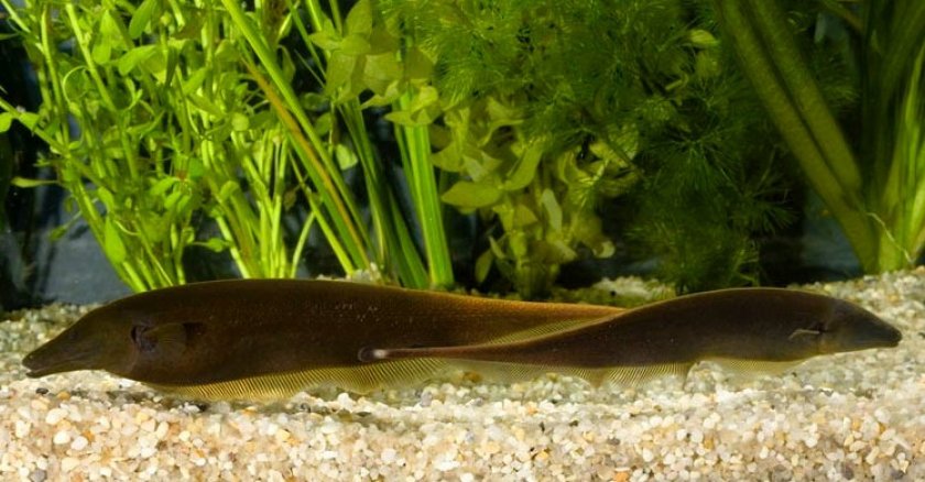 Коричневые рыбы-ножи