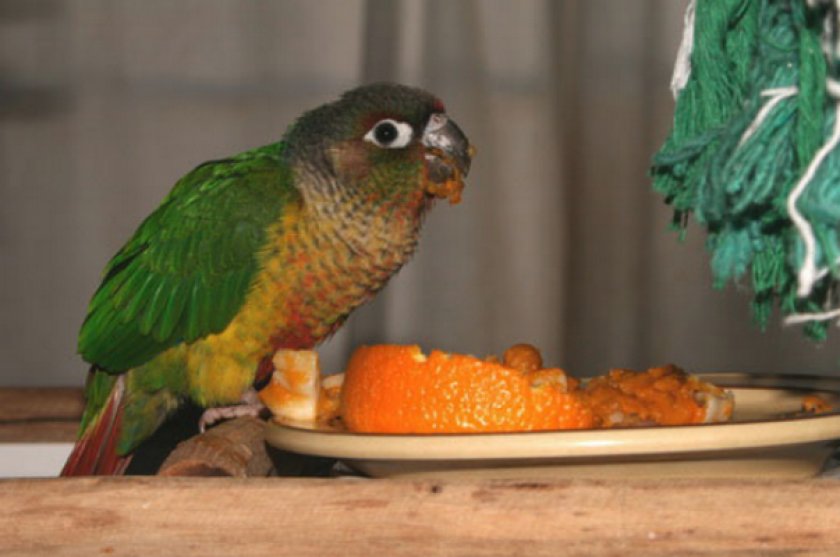 Попугай кушает