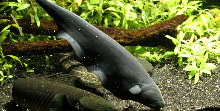 Рыба нож кушает