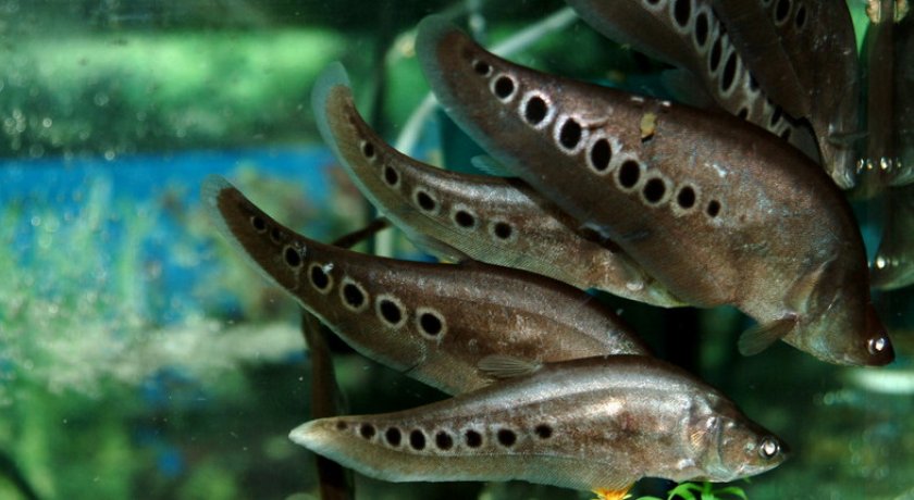 Индийский нож групой