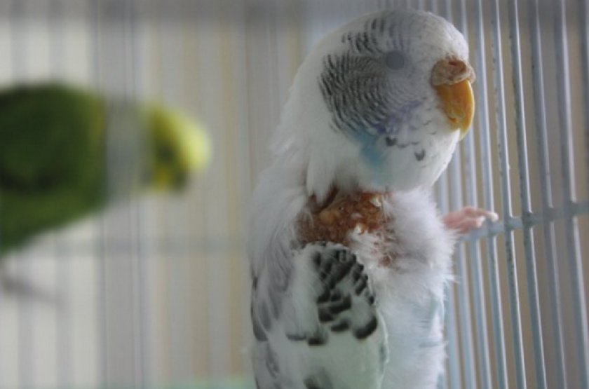 Стрессовая линька