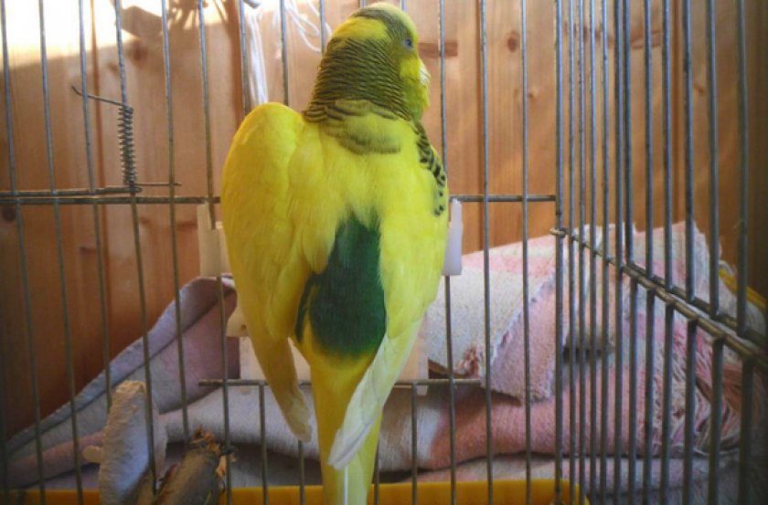 У попугая одно крыло опущено ниже другого