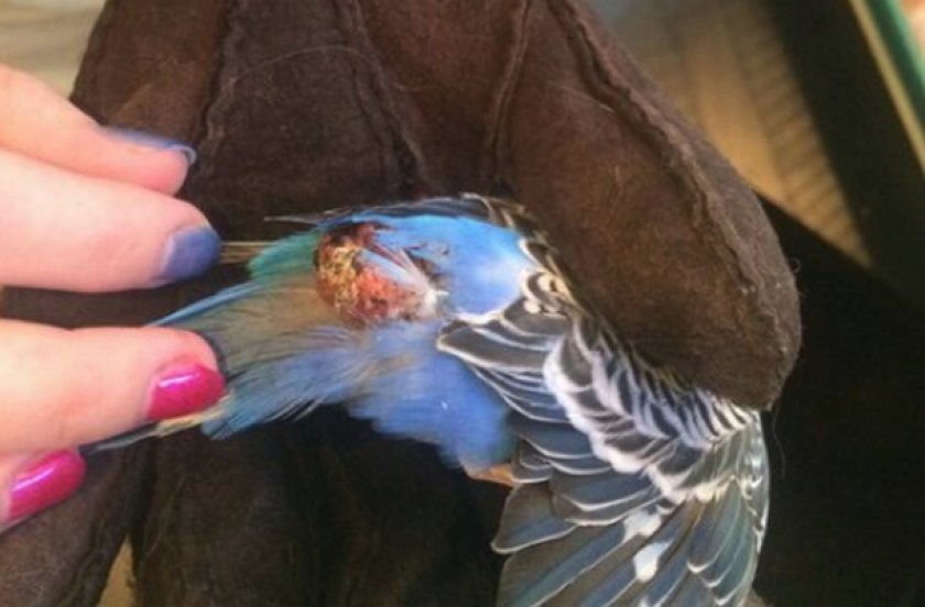 У попугая опухоль под крылом
