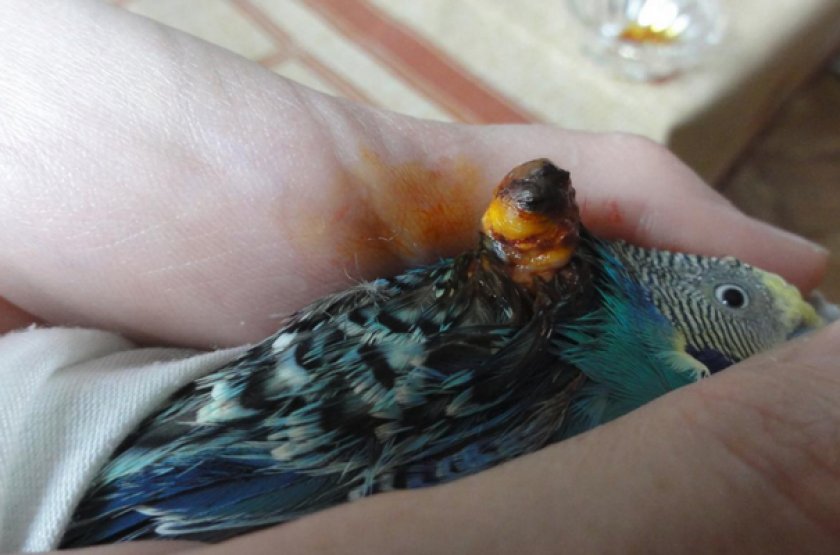 Липома у попугая