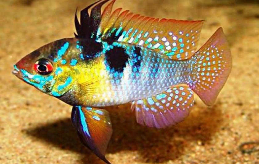 Апистограмма