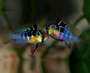 Апистограмма