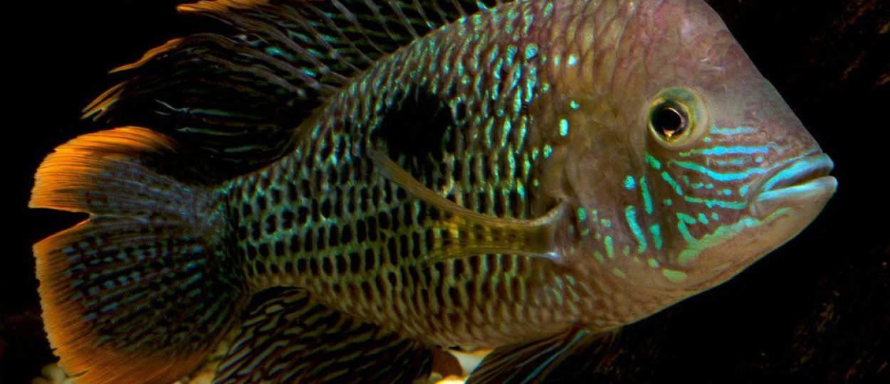 акара бирюзовая купить