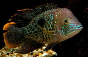 Акара бирюзовая