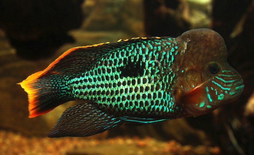 Акара бирюзовая