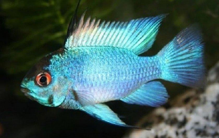 Электрик блю