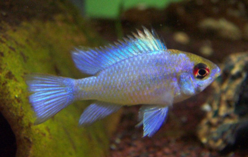 Апистограмма