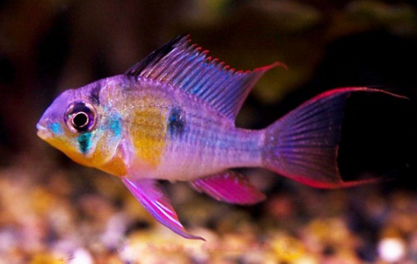 Апистограмма