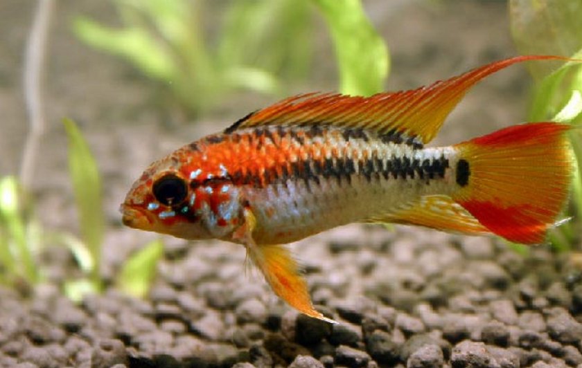 Апистограмма