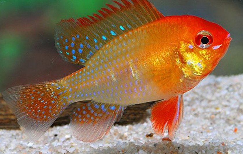 Апистограмма