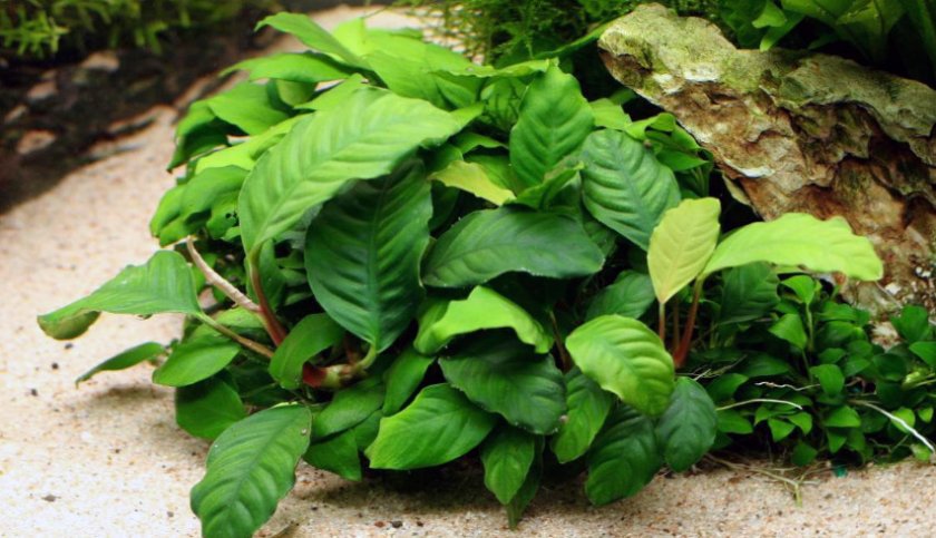 Широколистный бартер