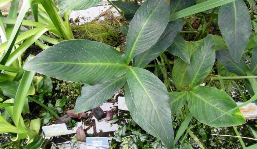 Анубиас гигантский