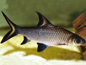 Акулий бала