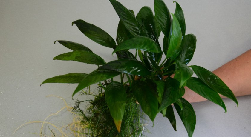 Анубиас глабра минима