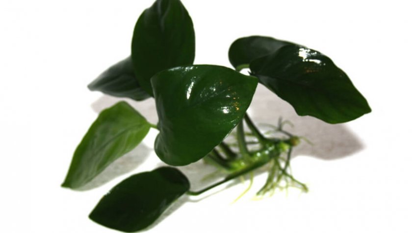 Анубиас нана