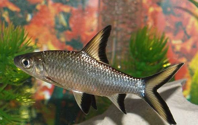 Акулий бала