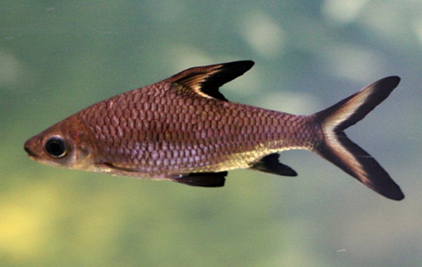 Акулий бала