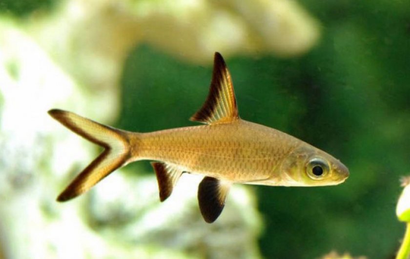 Акулий бала