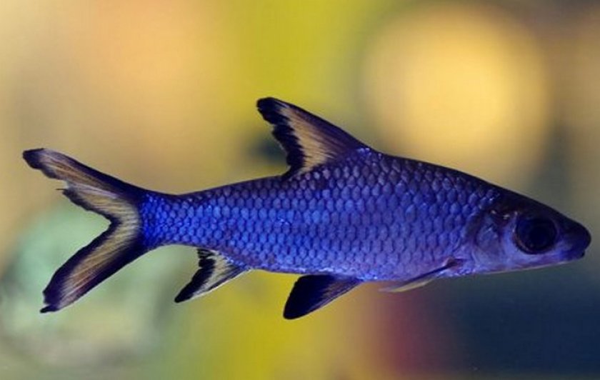 Акулий бала