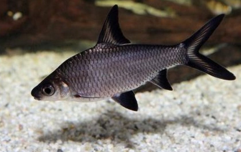 Акулий бала