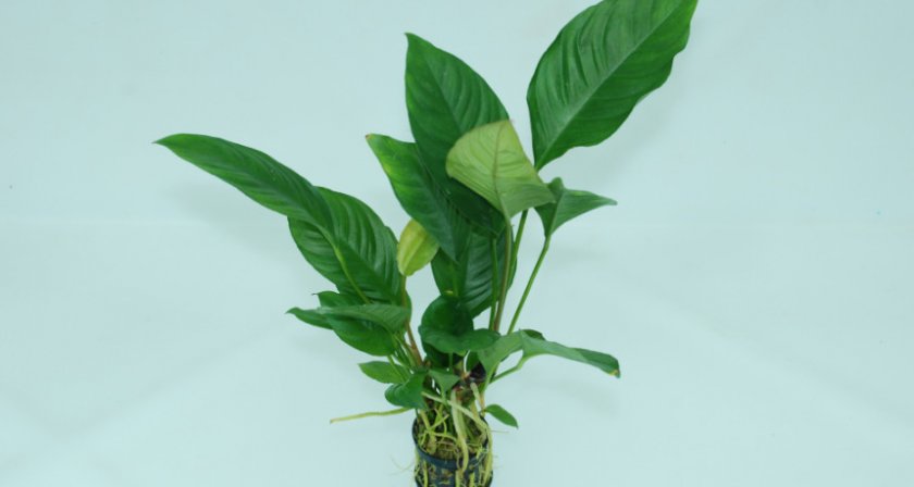 Анубиас гетерофила